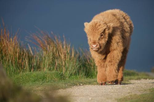 hughhighlander:  tiptoeing through the highlands.  baby highland coo via love highlands. 