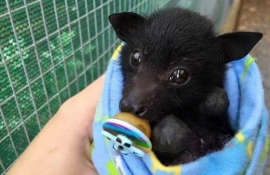 bloodstainbowbarnacle: paddysnuffles:  zooophagous:  g0dziiia:  makilikesflowers:  An angel  Wtf bats swim  Omfg  Here’s another little-known bat fact: Orphaned baby bats are often swaddled tightly like teeny burritos to mimic being cuddled by mom and