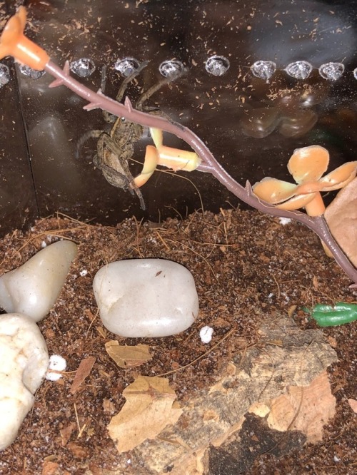 Tigrosa helluo, WC wolf spider from Pennsylvania, climbing in their new enclosure.