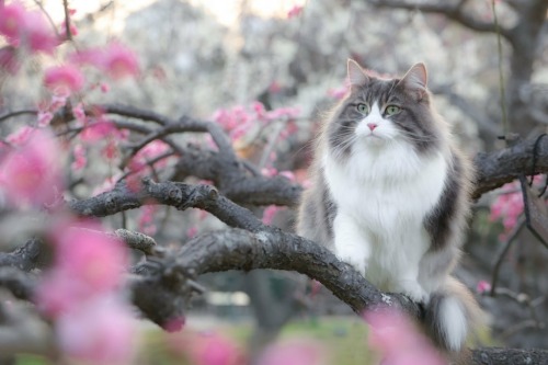 florealegiardini: The plum blossoms are in full bloom now ~ rei0822love