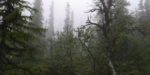 michaelnordeman:Sånfjället National Park, Härjedalen, Sweden.