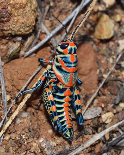 Dactylotum Bicolor, The Rainbow Grasshopper. Southern Arizona, June 2018