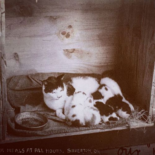 “Warm meals at all hours”. Another historical cat photo for Feline Friday.From: The Photographed Cat