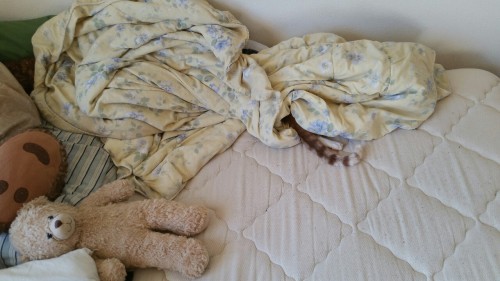 theneverlandbear:Monster lost at our game of hide and seek this morning. But he looked cute and cozy