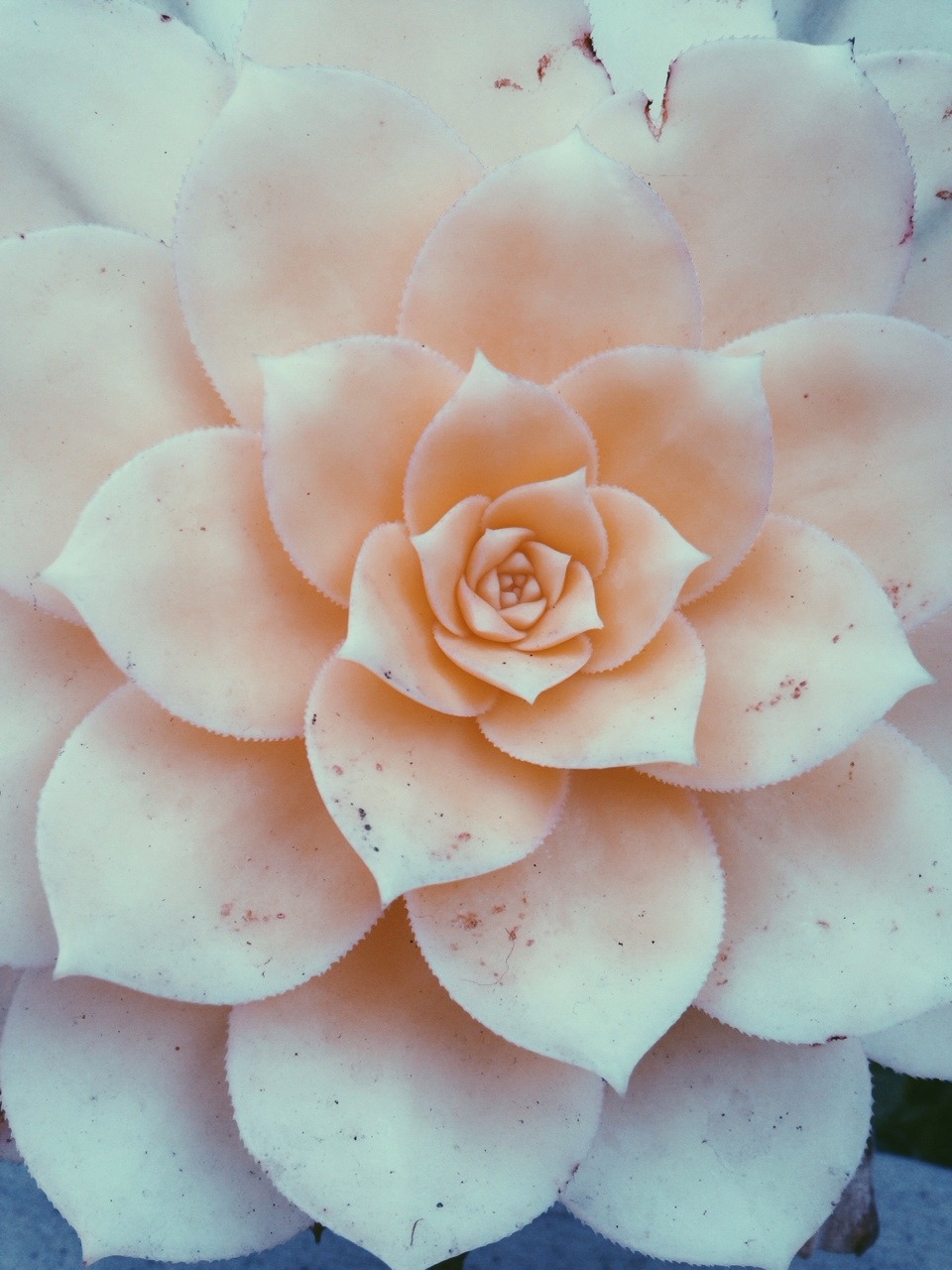 ❁