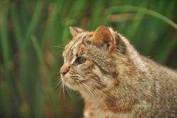  Amur Leopard Cat by Anne-Marie Kalus 