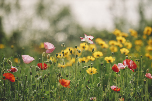 boohwanj:2020-05-21Canon EOS R + RF85mm f1.2Lwww.instagram.com/hwantastic79vivid/