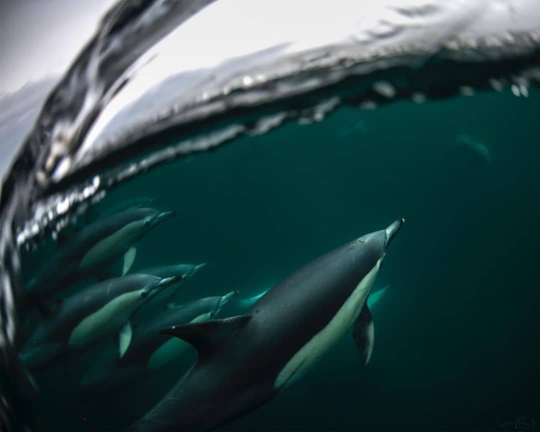 Dolphin Swim Australia Dolphin Swim Australia