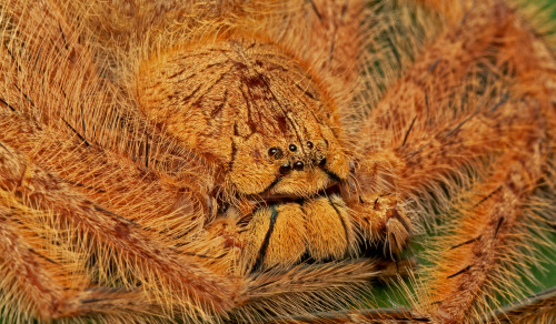 Heteropoda davidbowie