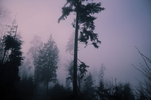 michellisphoto:Stanley park, BC