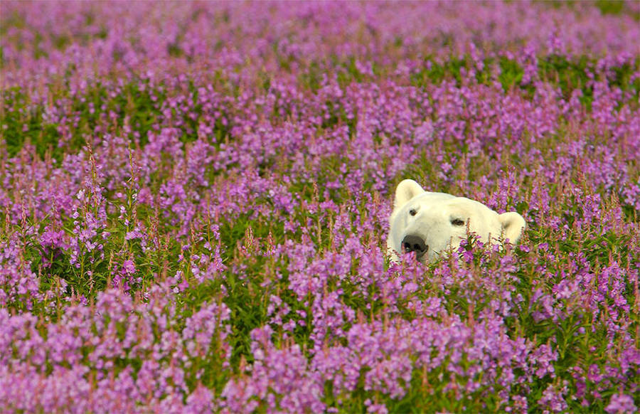 landscape-photo-graphy:  Adorable Polar Bear Plays in Flower Fields Canadian photographer