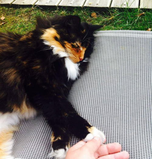 lady-halibuts-chambers: awesome-picz: This Blind Kitty Found On The Street Has Eyes No One Could Re