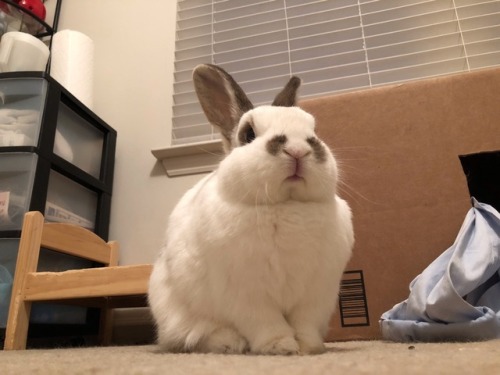 nuggetbuns:Yes, I am queen. Now be a good hoomin and fetch me a morsel of banana.