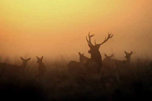 nubbsgalore:the autumn rut in england’s richmond park, photographed by dan kitwood