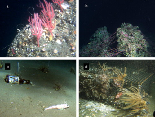  Examples of benthic debris items observed from the Delta submersible during deep-water surveys on t