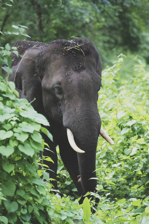 Animals Are Here With Us, Not For Us.