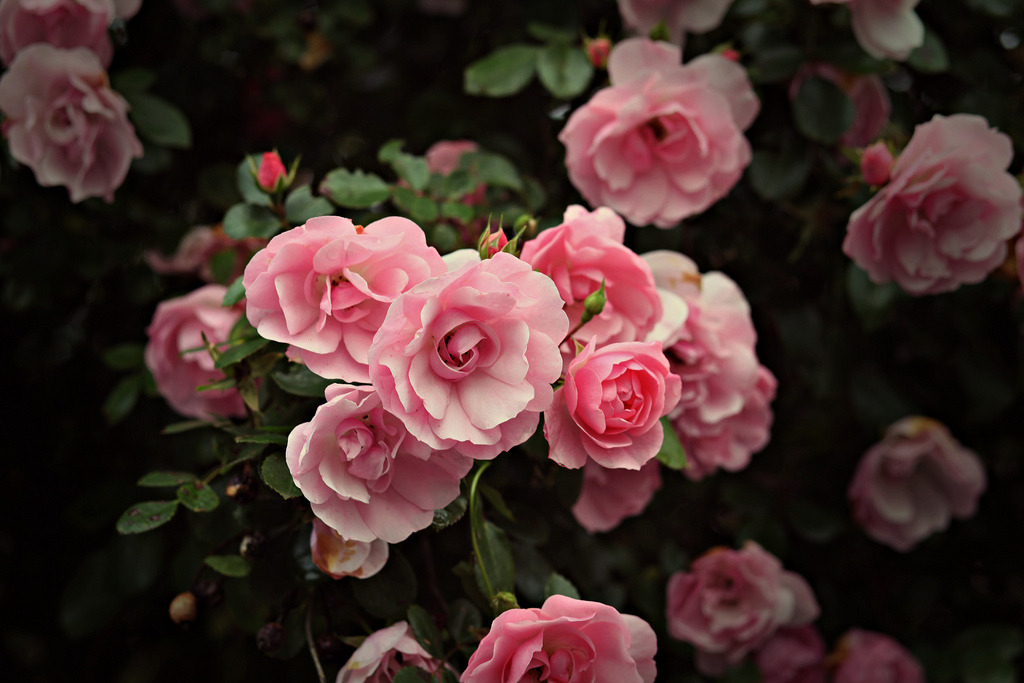 jacindaelena:by Mahouarn