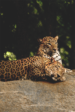 wearevanity:  Leopard Couple | WAV 