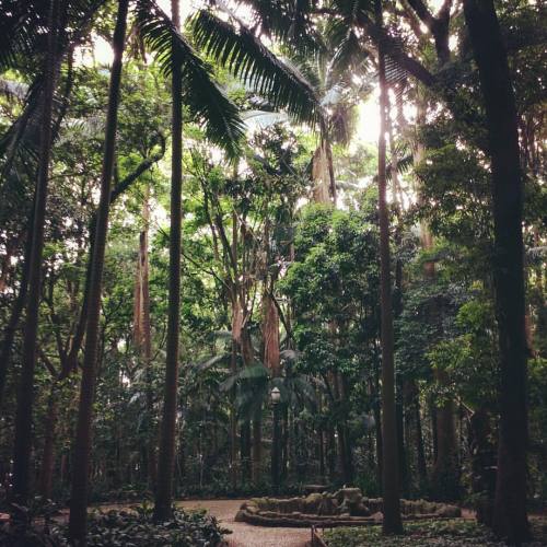 gitabuga: In the concrete jungle #sãopaulo #brazil #southamerica #travel #park #jungle