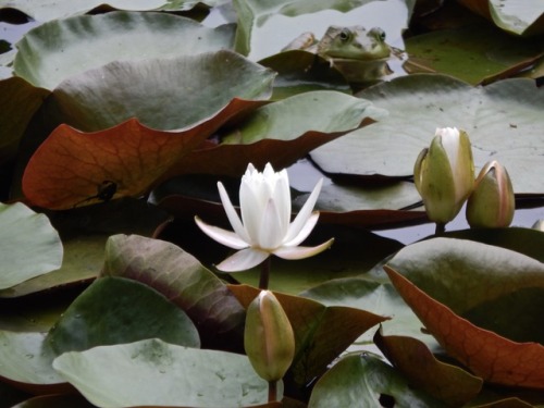 lily pads