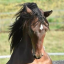 fairyhorse