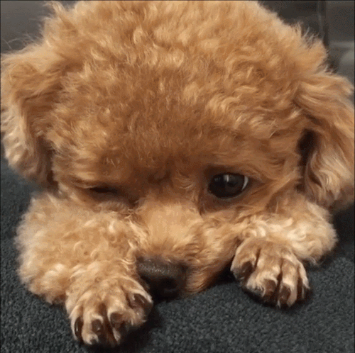 fuckdragonballz:Tiny Brown Puppy Gif Set X