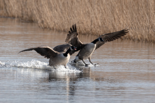 It's That Canada Goose (branta Canadensis) Time Of Year Again Here In Wales. HONK!