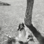 joanofparadise