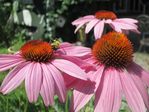 ♥ Echinacea harvest  ♥