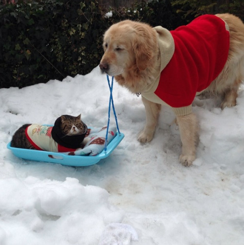 catsbeaversandducks:  Oliver the Dog and Arashi the Cat: the cutest best friends ever! Photos by ©izumiechan - Via BuzzFeed 