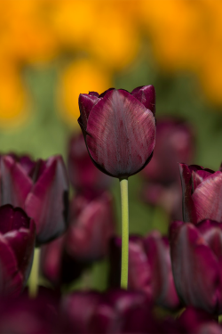 atraversso:  I love Tulip plasmatics-life: