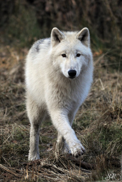 beautiful-wildlife:  Dance with the raindrops by wind-princess