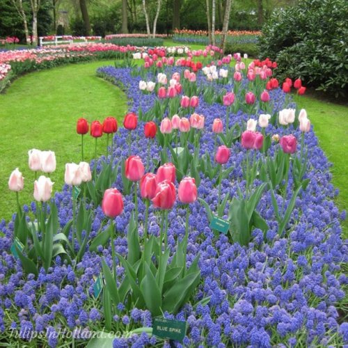 RT @tulips_holland: Lovely stream of blue muscari and colorful tulips  #travel to the #tulipsinholla