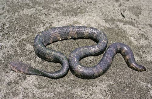 typhlonectes:Short-nosed Sea Snake (Aipysurus apraefrontalis)by Rebecca NadgeWith no sightings since