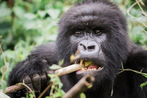 Mountain Gorilla Portrait II