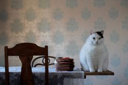 pudgykitties:  Still life with chub(source)