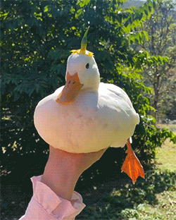 A Tiny, Tiny Duck 🐥 Using A Flower As A Hat 🌼 