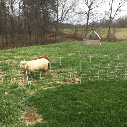 The first picture shows the little lawn mowers yesterday after I moved them to new grass. They woke 