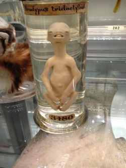 sixpenceee:  The preserved sloth fetus above looks eerily like an alien. 