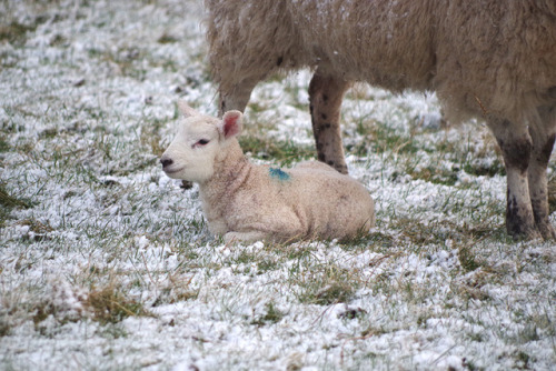 Well it’s SNOWING, but we have Leicester lambs! And a pipit. That’s the road up to our h