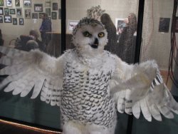 This owl <3 <3Look at all the feathering..!