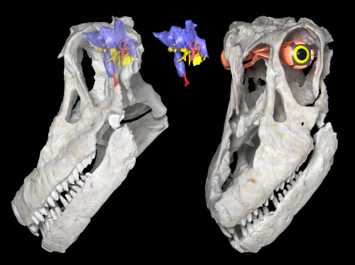 skunkbear:In 2014, scientists unearthed the skull of a new species of sauropod. The scientists named