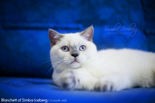 simba-iceberg:Our gorgeous lilac point scottish straight princess - Blanchett of Simba Iceberg! :)He