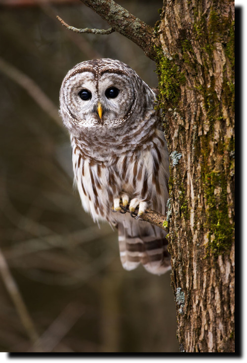 owl photo