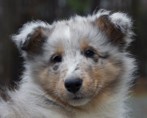 Claire Apple’s working-bred sheltie puppies photographed by Rachel Toren(mine is one of the bottom t