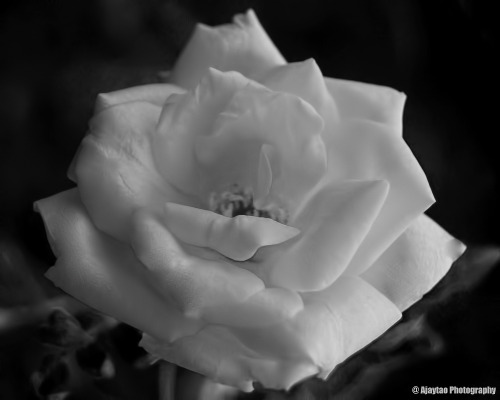 Rose – B & W – 20 – Ajaytao autumn wind the peace rose blows away Kay Grimnes