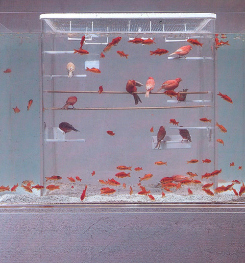 likeafieldmouse:  Robert Gligorov - H20 (2000) - Goldfish and taxidermy birds