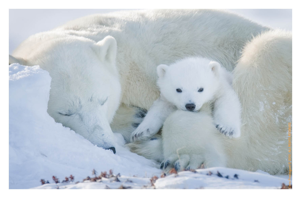 abearygoodblog:  Polar Bear Babies II: Adorable Triplets 