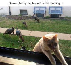 tastefullyoffensive:  “Giant mutant pigeons! Run for your lives!” - Stewart(via lemonsqueezers/mimicteixeiras)