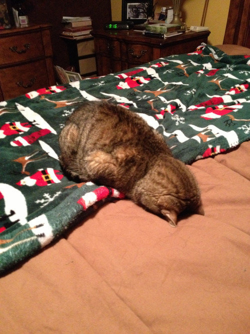 cerebraldisorder:  stupid job